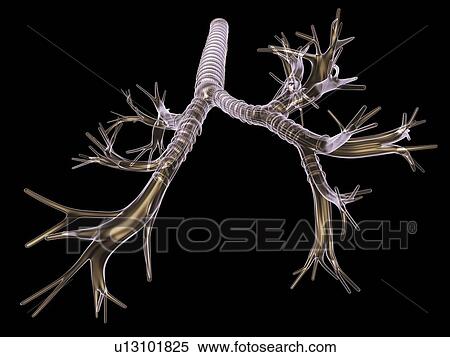 Bronchial tree, artwork View Large Illustration Stock Illustration - Bronchial tree, artwork. Fotosearch