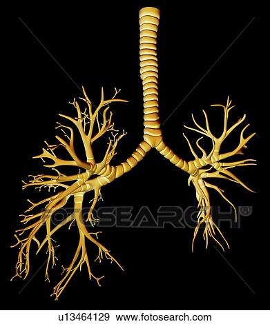 Bronchial tree, artwork View Large Illustration Stock Illustration - Bronchial tree, artwork. Fotosearch