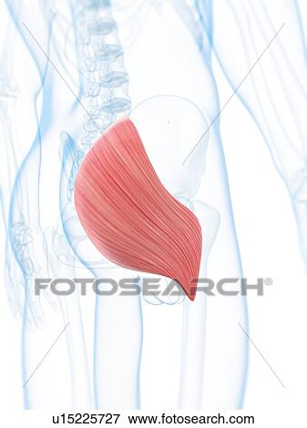 Buttock muscle, artwork View Large Illustration Stock Illustration - Buttock muscle, artwork. Fotosearch