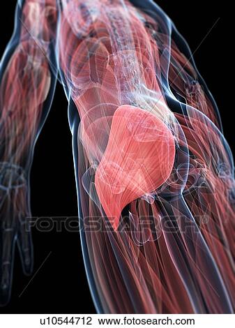 Buttock muscles, artwork View Large Illustration Drawing - Buttock muscles, artwork. Fotosearch