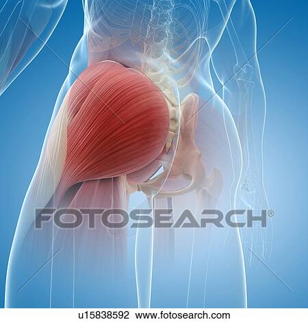 Drawing - Buttock muscles, artwork. Fotosearch