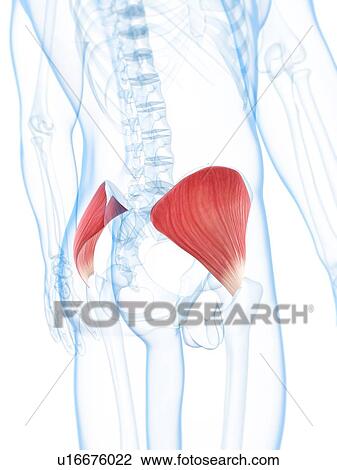 Buttock muscles, artwork View Large Illustration Drawing - Buttock muscles, artwork. Fotosearch