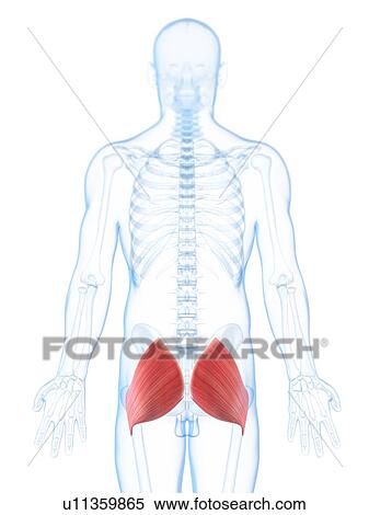 Buttock muscles, artwork View Large Illustration Stock Illustration - Buttock muscles, artwork. Fotosearch