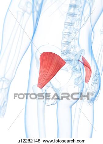 Buttock muscles, artwork View Large Illustration Stock Illustration - Buttock muscles, artwork. Fotosearch