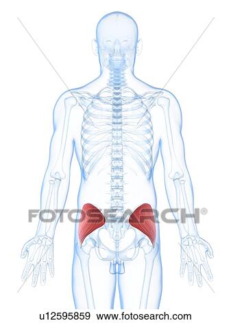 Buttock muscles, artwork View Large Illustration Stock Illustration - Buttock muscles, artwork. Fotosearch