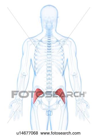 Buttock muscles, artwork View Large Illustration Stock Illustration - Buttock muscles, artwork. Fotosearch