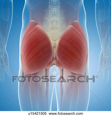 Stock Illustration - Buttock muscles, artwork. Fotosearch