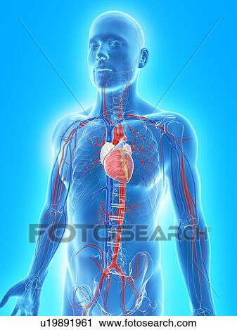 Cardiovascular system, artwork View Large Illustration Clip Art - Cardiovascular system, artwork. Fotosearch