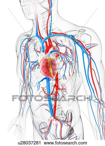Cardiovascular system, artwork View Large Illustration Clip Art - Cardiovascular system, artwork. Fotosearch