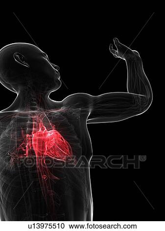 Clipart - Cardiovascular system, artwork. Fotosearch