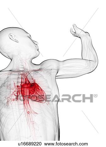 Cardiovascular system, artwork View Large Illustration Clipart - Cardiovascular system, artwork. Fotosearch