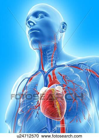 Clipart - Cardiovascular system, artwork. Fotosearch