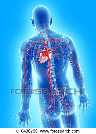Drawing - Cardiovascular system, artwork. Fotosearch