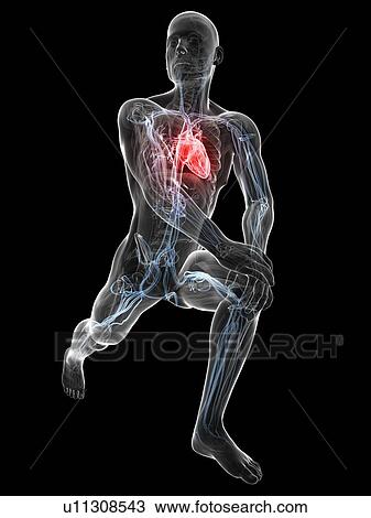 Cardiovascular system, artwork View Large Illustration Drawing - Cardiovascular system, artwork. Fotosearch