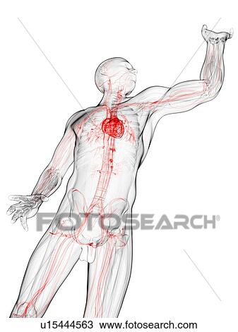 Drawing - Cardiovascular system, artwork. Fotosearch