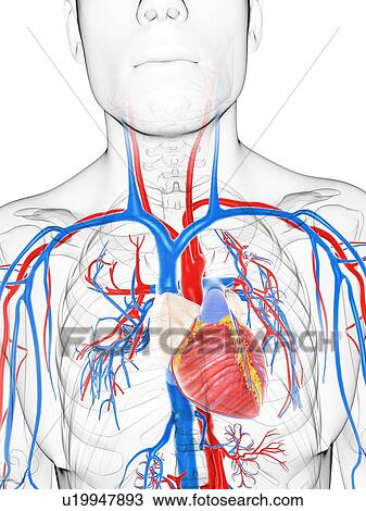 Cardiovascular system, artwork View Large Illustration Drawing - Cardiovascular system, artwork. Fotosearch