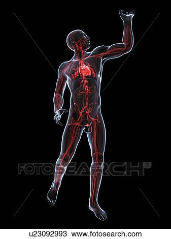Drawing - Cardiovascular system, artwork. Fotosearch