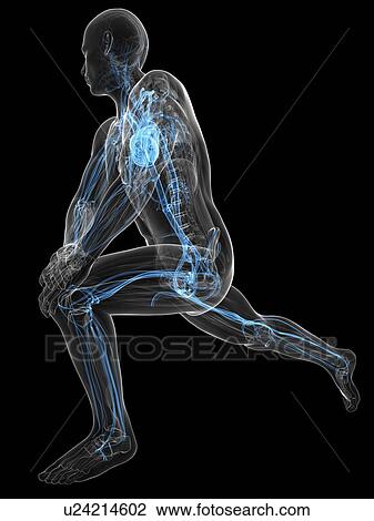 Cardiovascular system, artwork View Large Illustration Drawing - Cardiovascular system, artwork. Fotosearch