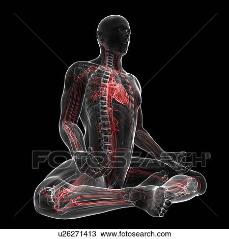 Drawing - Cardiovascular system, artwork. Fotosearch