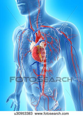Drawing - Cardiovascular system, artwork. Fotosearch