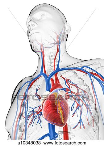 Stock Illustration - Cardiovascular system, artwork. Fotosearch