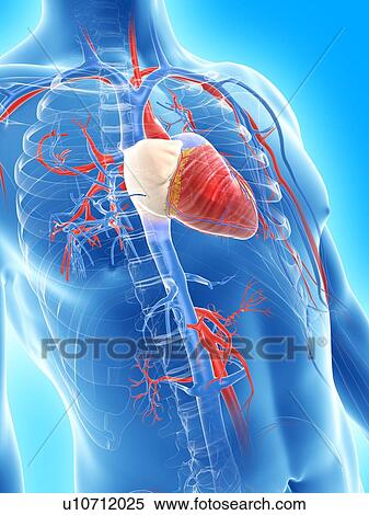 Stock Illustration - Cardiovascular system, artwork. Fotosearch