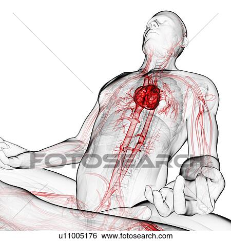 Stock Illustration - Cardiovascular system, artwork. Fotosearch