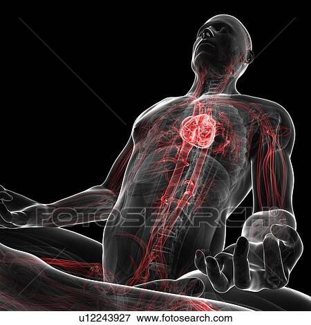 Cardiovascular system, artwork View Large Illustration Stock Illustration - Cardiovascular system, artwork. Fotosearch