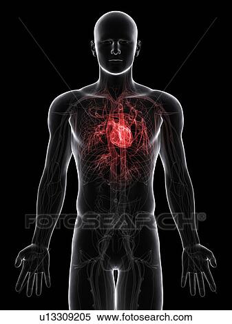 Cardiovascular system, artwork View Large Illustration Stock Illustration - Cardiovascular system, artwork. Fotosearch