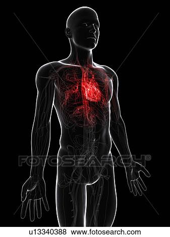 Cardiovascular system, artwork View Large Illustration Stock Illustration - Cardiovascular system, artwork. Fotosearch