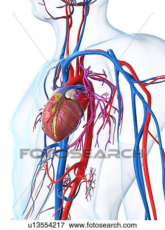 Stock Illustration - Cardiovascular system, artwork. Fotosearch