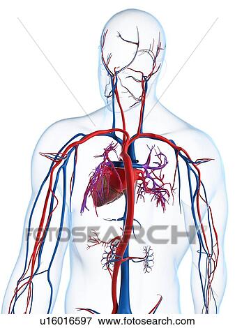 Stock Illustration - Cardiovascular system, artwork. Fotosearch