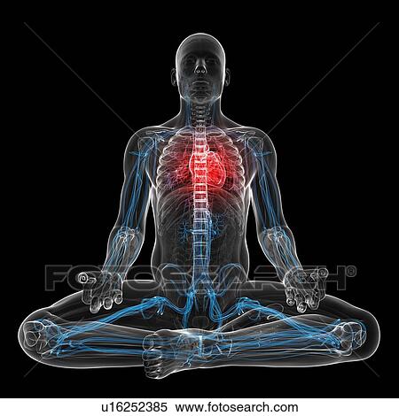 Cardiovascular system, artwork View Large Illustration Stock Illustration - Cardiovascular system, artwork. Fotosearch