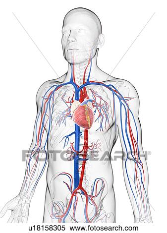Stock Illustration - Cardiovascular system, artwork. Fotosearch