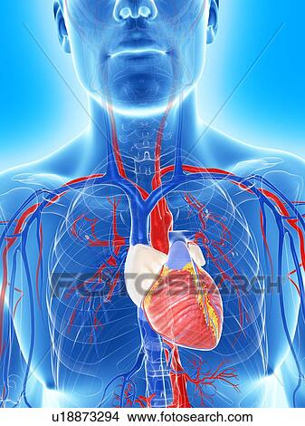 Cardiovascular system, artwork View Large Illustration Stock Illustration - Cardiovascular system, artwork. Fotosearch