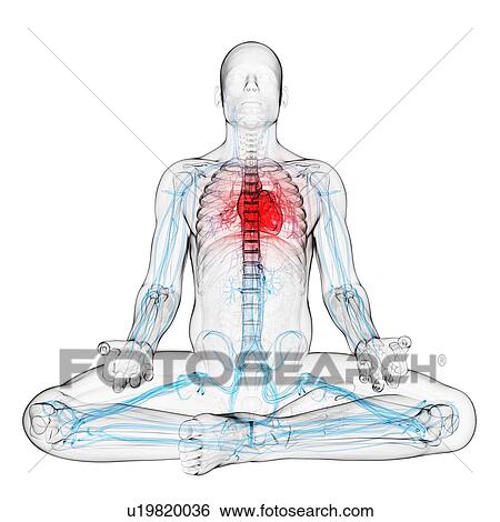 Stock Illustration - Cardiovascular system, artwork. Fotosearch