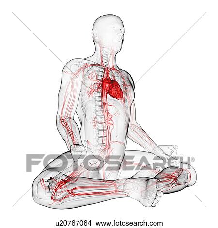 Stock Illustration - Cardiovascular system, artwork. Fotosearch