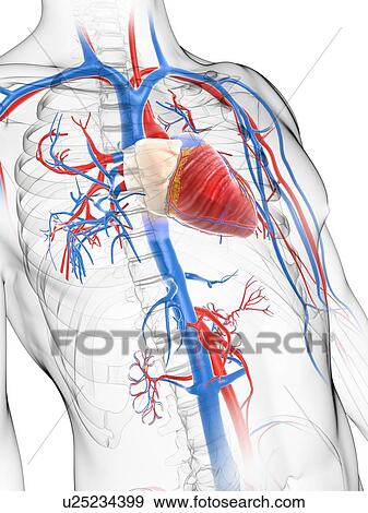 Stock Illustration - Cardiovascular system, artwork. Fotosearch