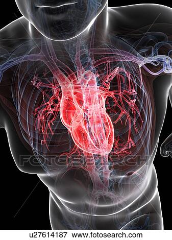 Cardiovascular system, artwork View Large Illustration Stock Illustration - Cardiovascular system, artwork. Fotosearch