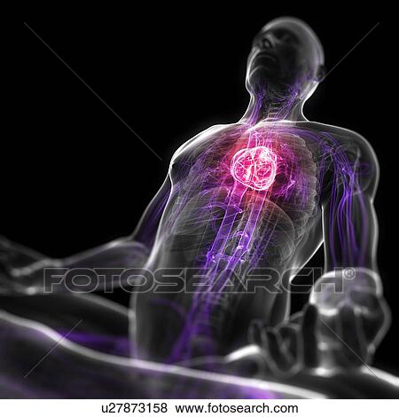 Stock Illustration - Cardiovascular system, artwork. Fotosearch