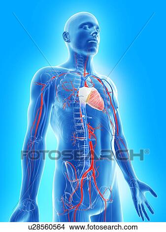 Stock Illustration - Cardiovascular system, artwork. Fotosearch