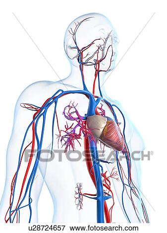 Stock Illustration - Cardiovascular system, artwork. Fotosearch