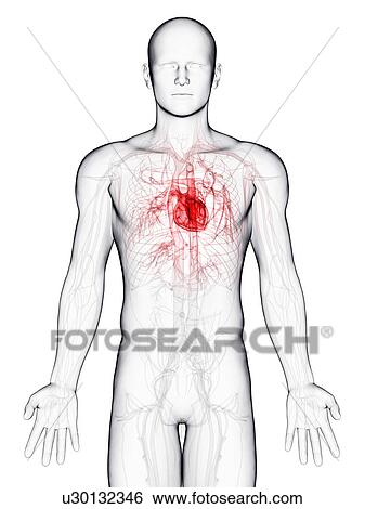 Cardiovascular system, artwork View Large Illustration Stock Illustration - Cardiovascular system, artwork. Fotosearch