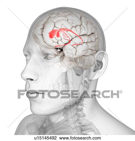 Caudate nucleus, artwork View Large Illustration Drawing - Caudate nucleus, artwork. Fotosearch