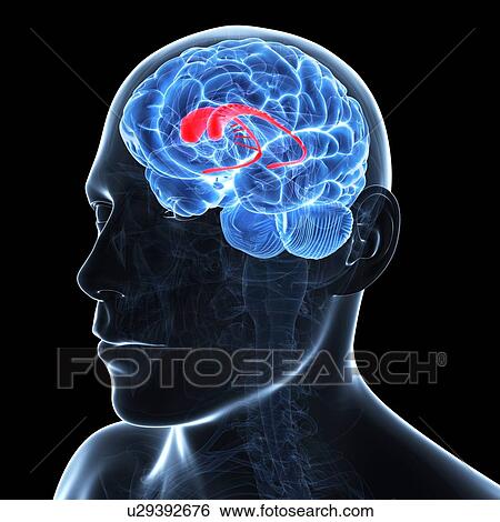 Caudate nucleus, artwork View Large Illustration Stock Illustration - Caudate nucleus, artwork. Fotosearch