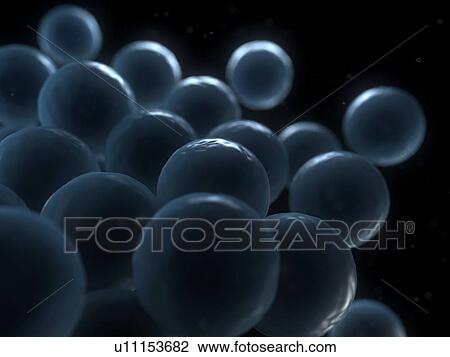 Cells, conceptual artwork View Large Illustration Drawing - Cells, conceptual artwork. Fotosearch