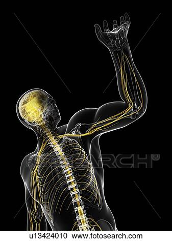 Clipart - Central nervous system, artwork. Fotosearch