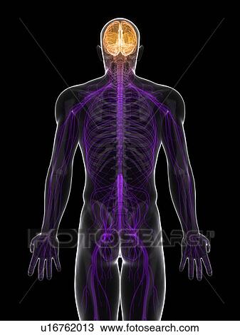 Central nervous system, artwork View Large Illustration Drawing - Central nervous system, artwork. Fotosearch