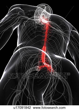 Central nervous system, artwork View Large Illustration Drawing - Central nervous system, artwork. Fotosearch