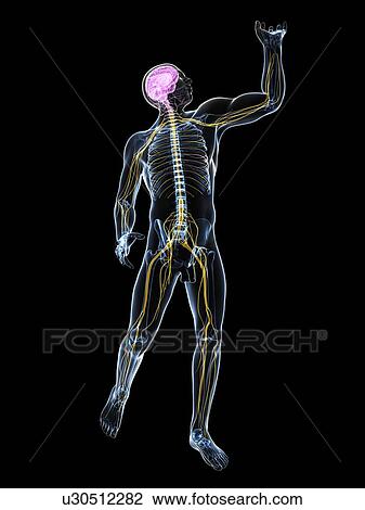 Central nervous system, artwork View Large Illustration Drawing - Central nervous system, artwork. Fotosearch
